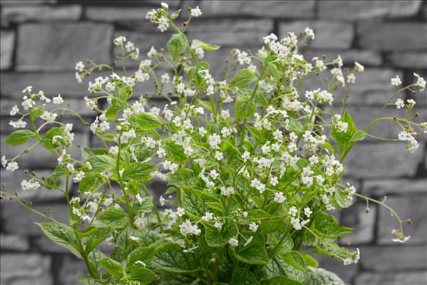 Brunnera macrophylla Mr. Morse ®