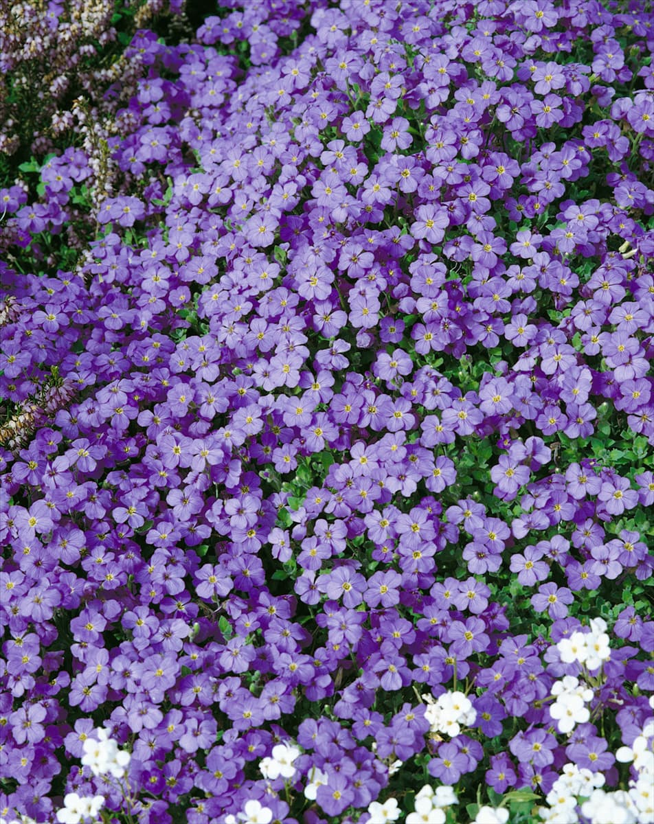 Aubrieta Cosmana