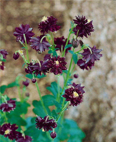 Aquilegia vulgaris 'Black Barlow'