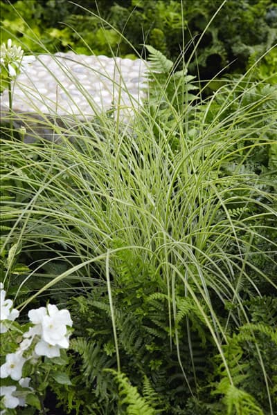 Carex morrowii