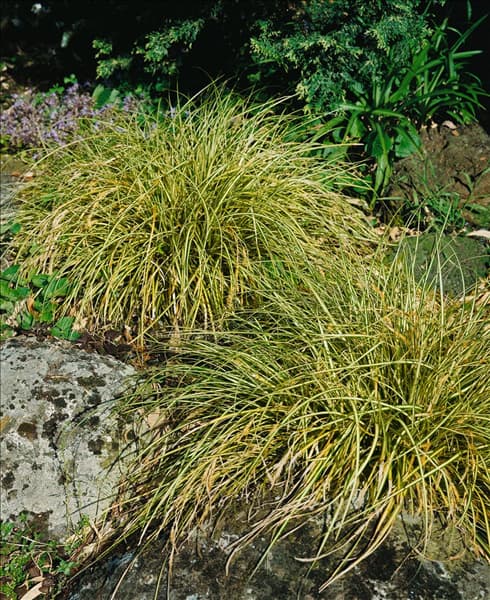 Carex morrowii