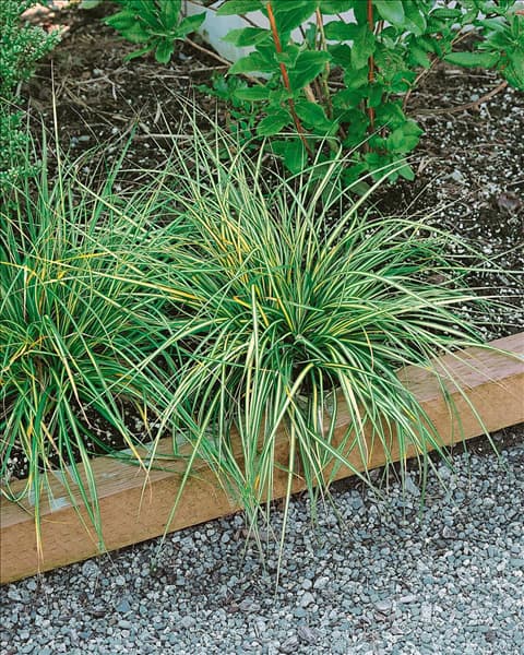 Carex morrowii Aureo-Variegata