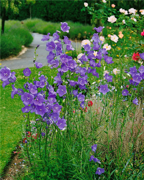 CAMPANULA PERSICIFOLIA TELHAM BEAUTY
