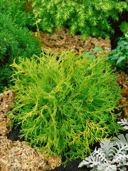 Chamaecyparis obtusa Kamarachiba