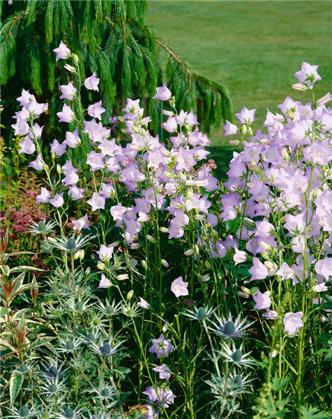 Campanula persicifolia Chettle Charm