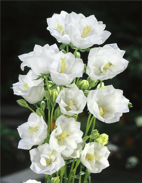 CAMPANULA PERSICIFOLIA ALBA PLENA