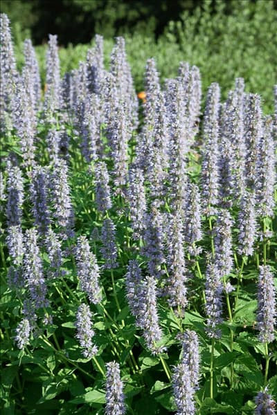 Agastache Blue Fortune