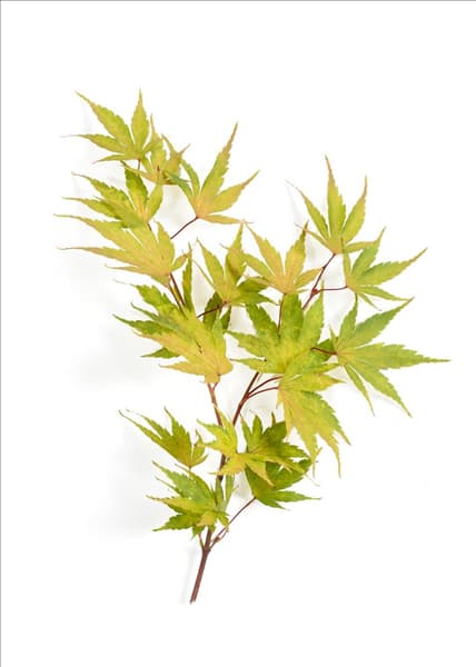 Acer palmatum Sangokaku