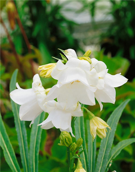 Campanula persicifolia Hampstead White