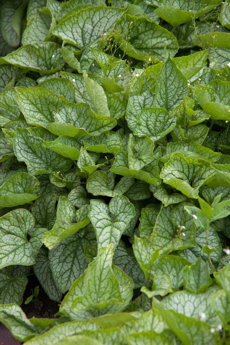 Brunnera macrophylla