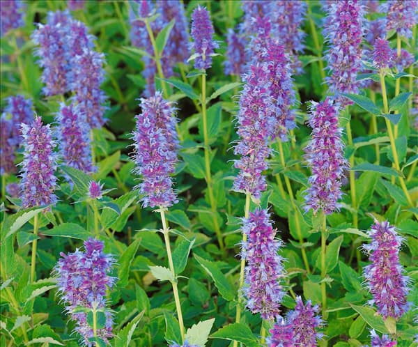 Agastache Blue Fortune