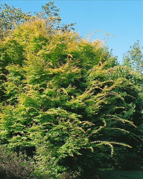 Acer palmatum Sangokaku