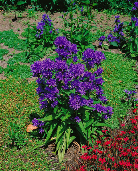CAMPANULA PERSICIFOLIA