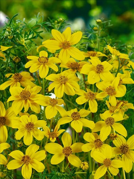 Bidens ferulifolia