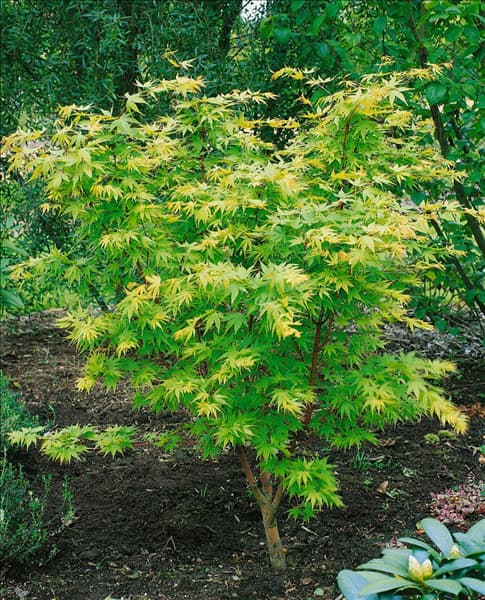 Acer palmatum Sangokaku
