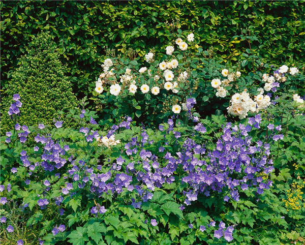 Campanula persicifolia