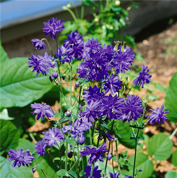 Aquilegia vulgaris Blue Barlow