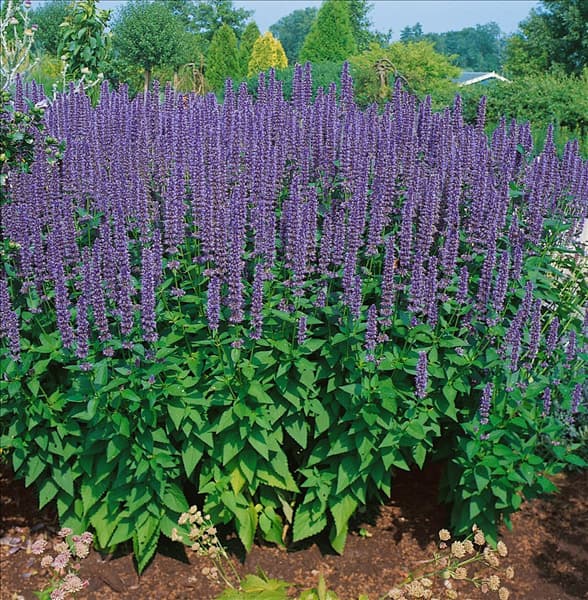 Agastache Blue Fortune