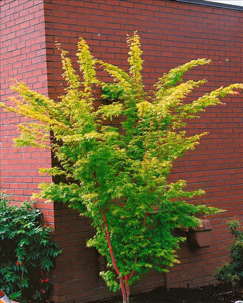 Acer palmatum Sangokaku