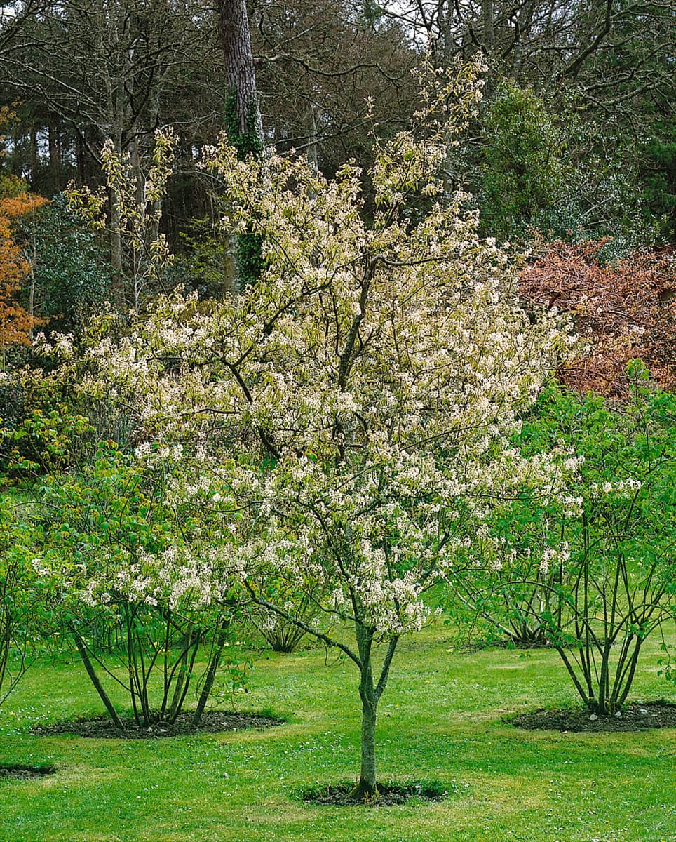 AMELANCHIER LAEVIS