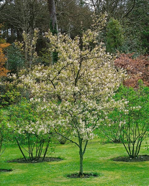 AMELANCHIER LAEVIS