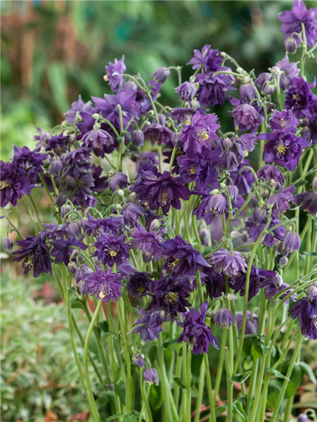 Aquilegia vulgaris Blue Barlow