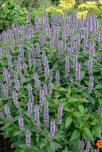 Agastache Blue Fortune
