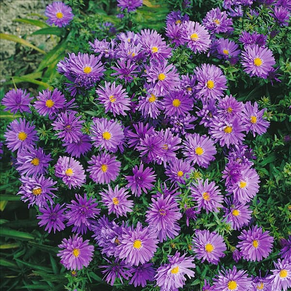 ASTER DUMOSUS BLAUE LAGUNE