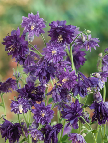 Aquilegia vulgaris Blue Barlow