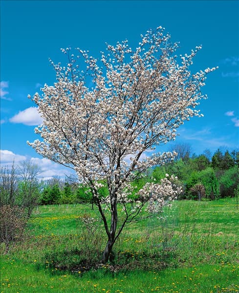 AMELANCHIER LAEVIS