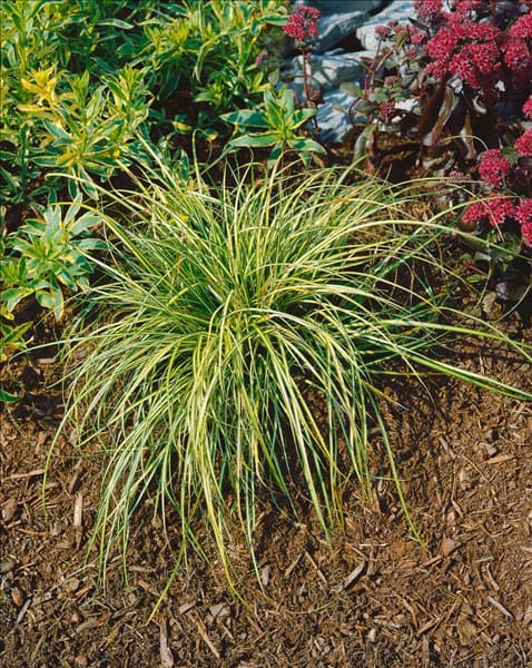 Carex morrowii Aureo-Variegata