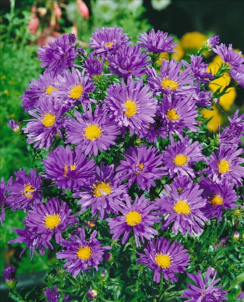 ASTER DUMOSUS BLAUE LAGUNE