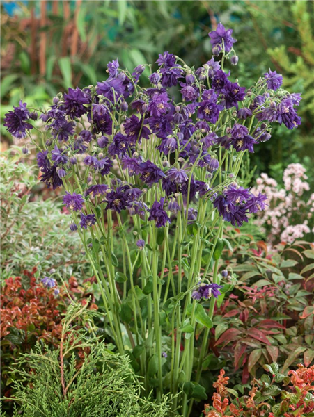 Aquilegia vulgaris Blue Barlow