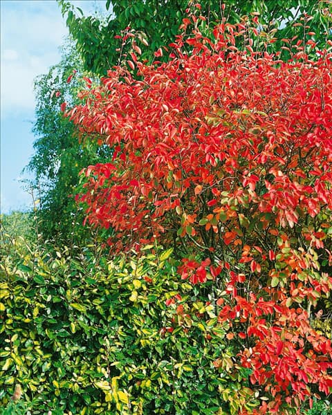 Amelanchier laevis