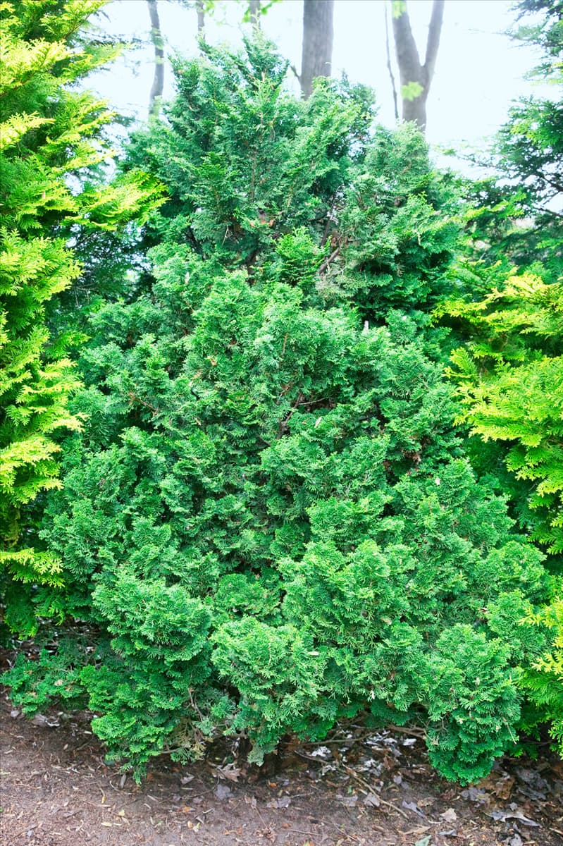 Chamaecyparis obtusa Kosteri