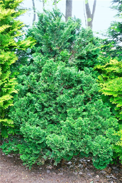 Chamaecyparis obtusa 'Kosteri'