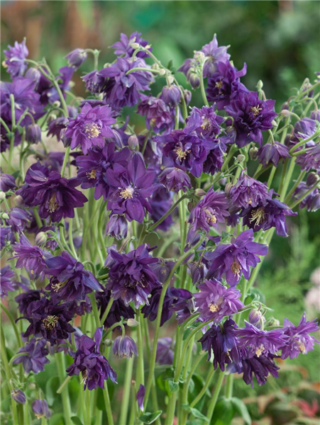 Aquilegia vulgaris Blue Barlow
