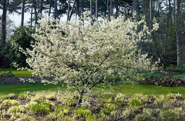 Amelanchier laevis