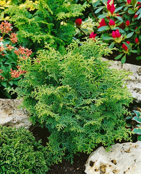 Chamaecyparis obtusa Kosteri