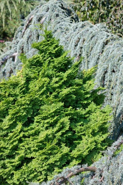 Chamaecyparis obtusa Kosteri