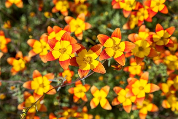 Bidens ferulifolia