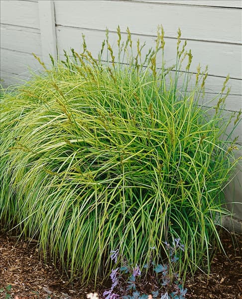 Carex morrowii Ice Dance