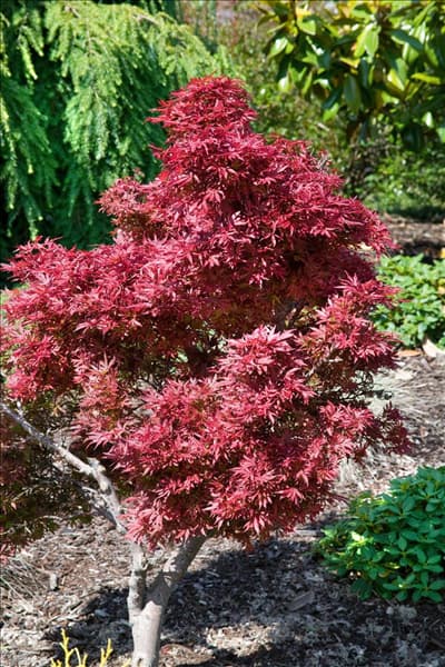 Acer palmatum Shaina