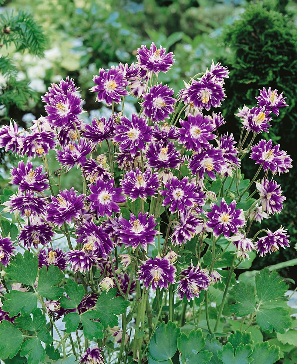 Aquilegia vulgaris Christa Barlow