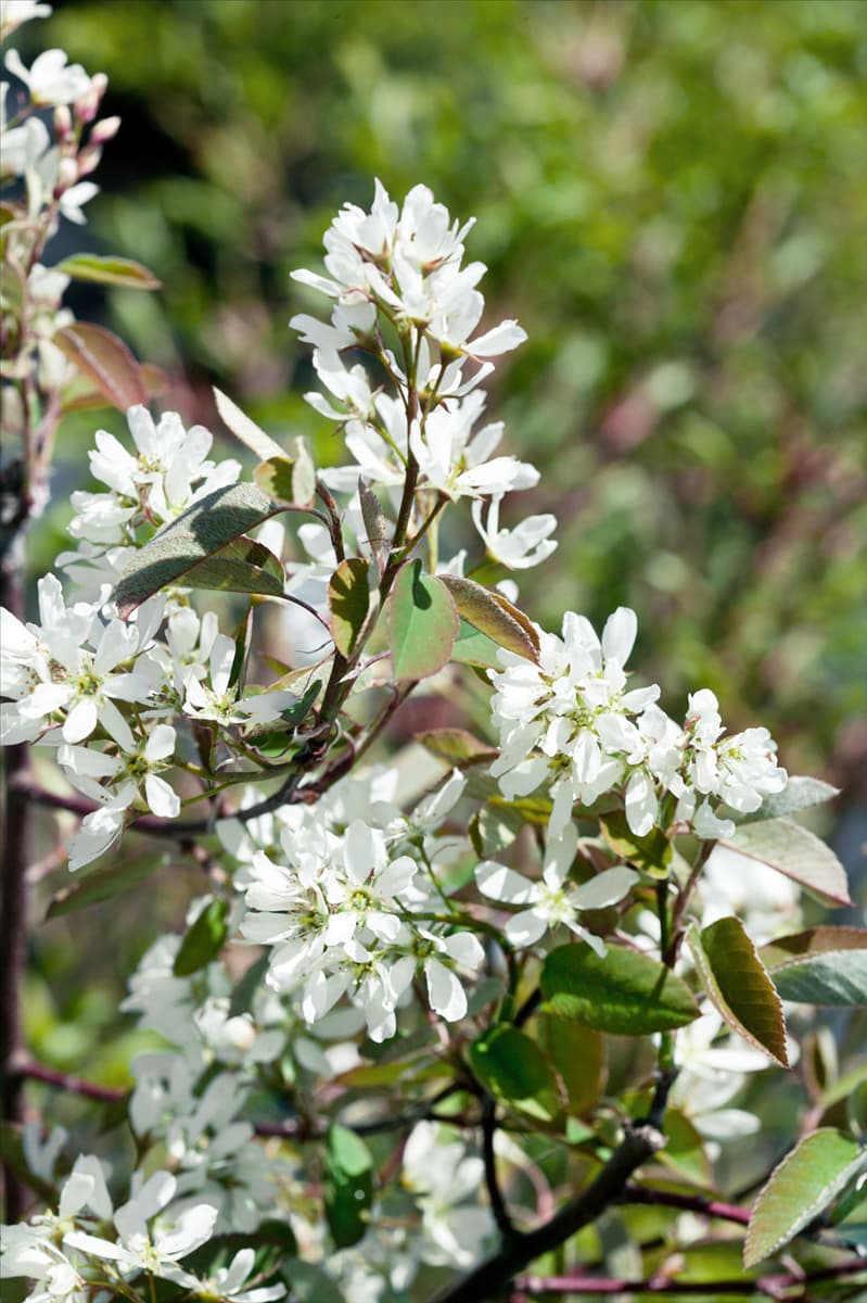 Amelanchier Ballerina