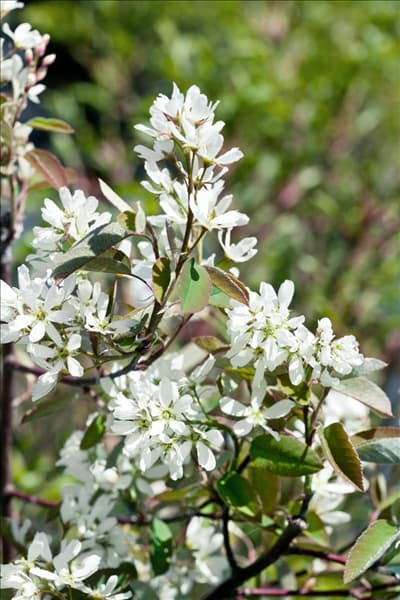 Amelanchier Ballerina