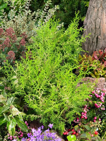 Chamaecyparis obtusa Lucas