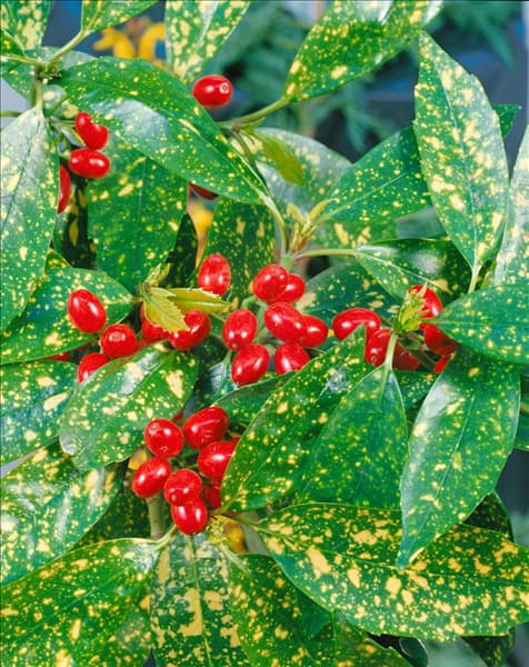 Aucuba japonica