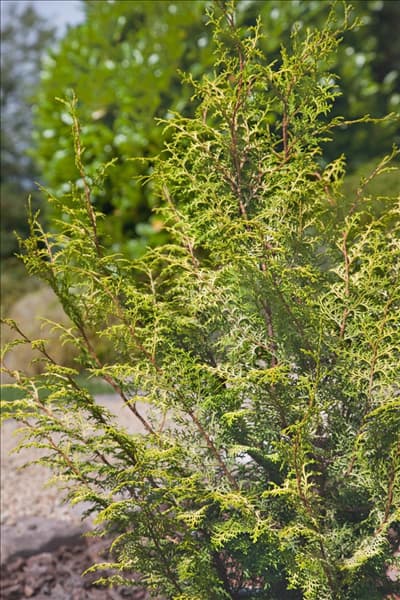 Chamaecyparis obtusa Lucas