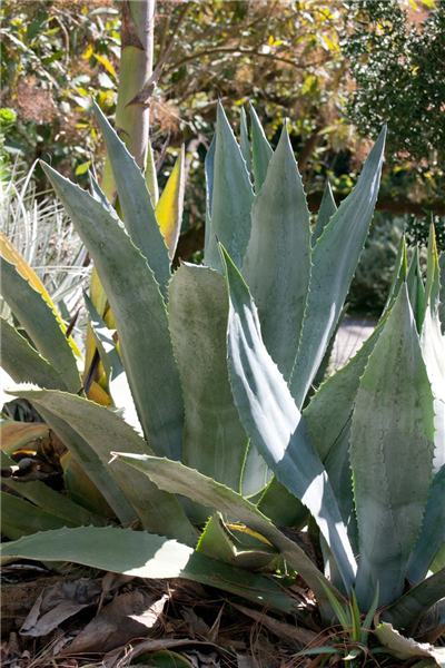 Agave americana